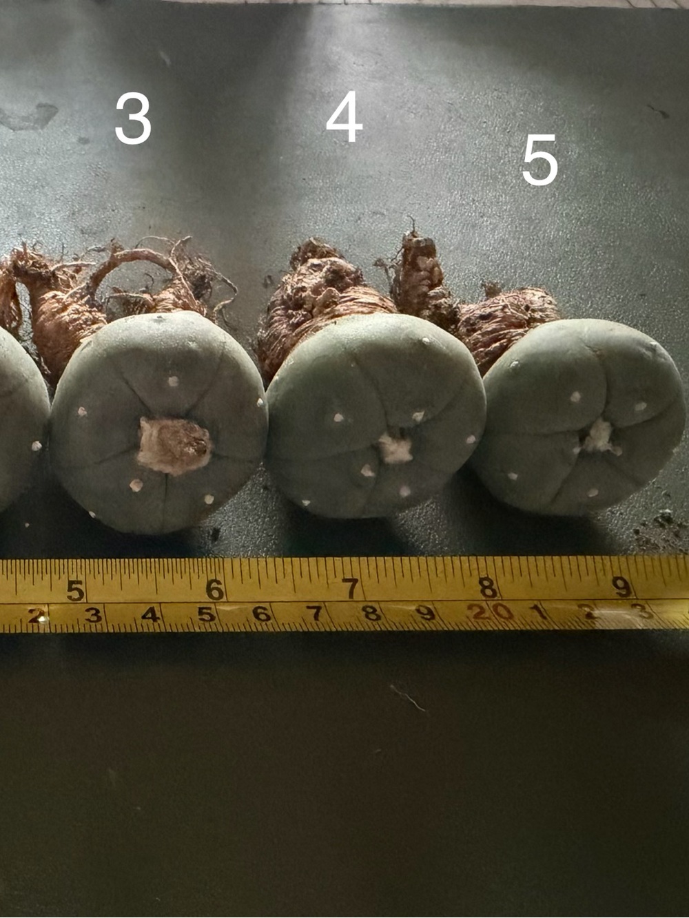 Lophophora VV Cactus Button - Live Plant